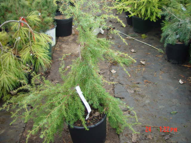 Juniperus ridgida PENDULA-3g Juniperus ridgida PENDULA-3g